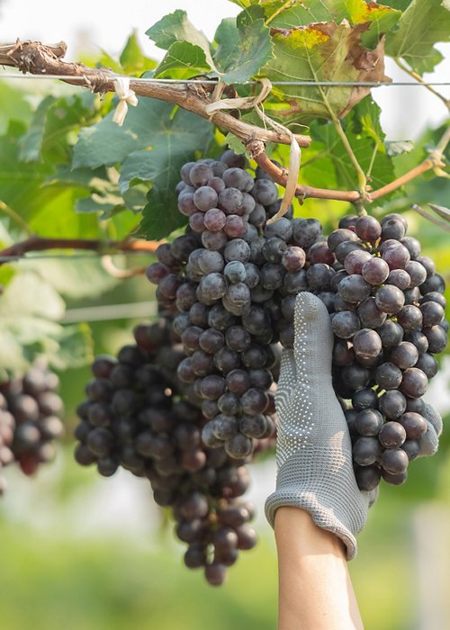 hands holding and cutting grape from the plant. Woman with glove, straw hat harvesting black grapes at vineyard. Farmer holding pruning shears and picking grape. hands holding and cutting grape from the plant. Woman with glove, straw hat harvesting black grapes at vineyard. Farmer holding pruning shears and picking grape.