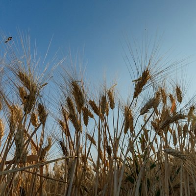 03_agricoltura.jpg 03_agricoltura.jpg