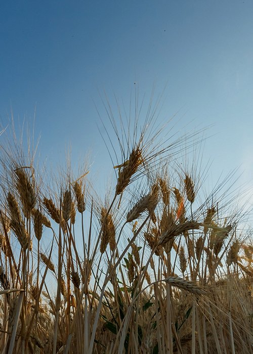 03_agricoltura.jpg 03_agricoltura.jpg