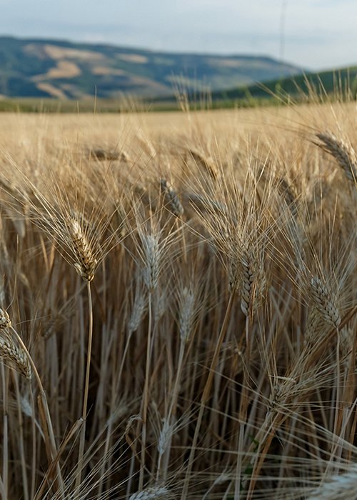 03_AgriHub.jpg 03_AgriHub.jpg