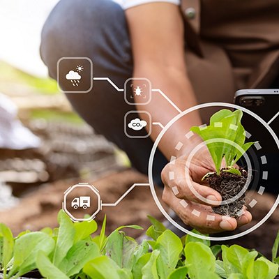  Woman hands gardening lettuce in farm  with growth process and chemical formula on green background. With VR icon
