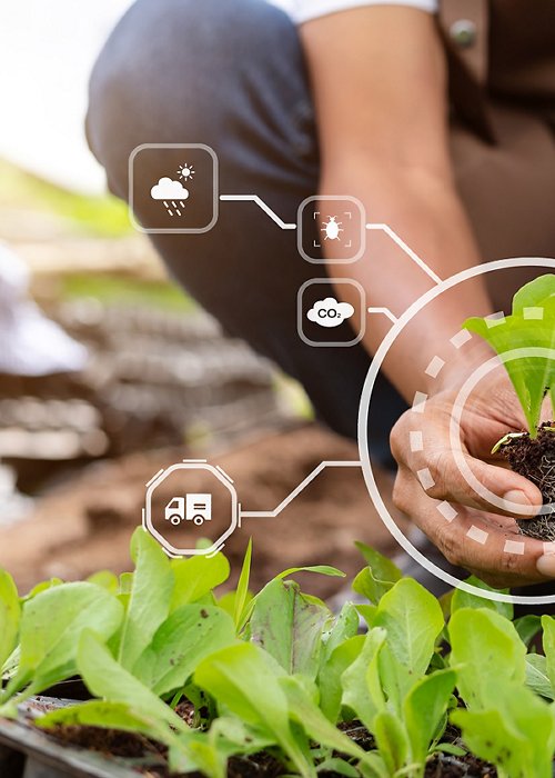 Woman hands gardening lettuce in farm with growth process and chemical formula on green background. With VR icon
Woman hands gardening lettuce in farm with growth process and chemical formula on green background. With VR icon