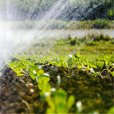 The green shoots of the seedlings emerge from the soil. Water sprinkler system in the morning sun on a plantation, The green shoots of the seedlings emerge from the soil. Water sprinkler system in the morning sun on a plantation The green shoots of the seedlings emerge from the soil. Water sprinkler system in the morning sun on a plantation, The green shoots of the seedlings emerge from the soil. Water sprinkler system in the morning sun on a plantation