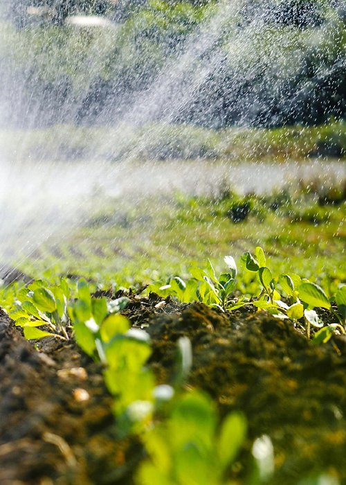 The green shoots of the seedlings emerge from the soil. Water sprinkler system in the morning sun on a plantation, The green shoots of the seedlings emerge from the soil. Water sprinkler system in the morning sun on a plantation The green shoots of the seedlings emerge from the soil. Water sprinkler system in the morning sun on a plantation, The green shoots of the seedlings emerge from the soil. Water sprinkler system in the morning sun on a plantation