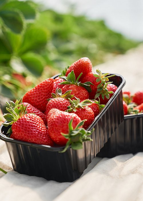 Fresh ripe strawberries inside black plastic box Fresh ripe strawberries inside black plastic box