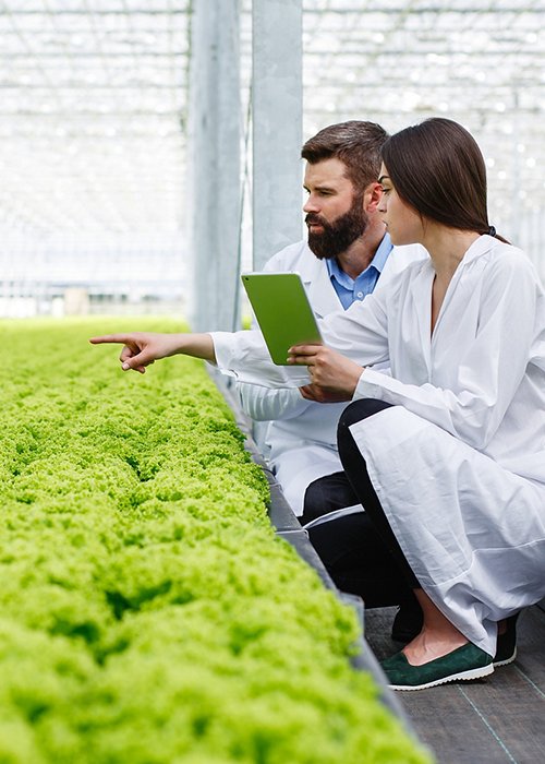 Two researches man and woman examine greenery with a tablet in an all white greenhouse Two researches man and woman examine greenery with a tablet in an all white greenhouse