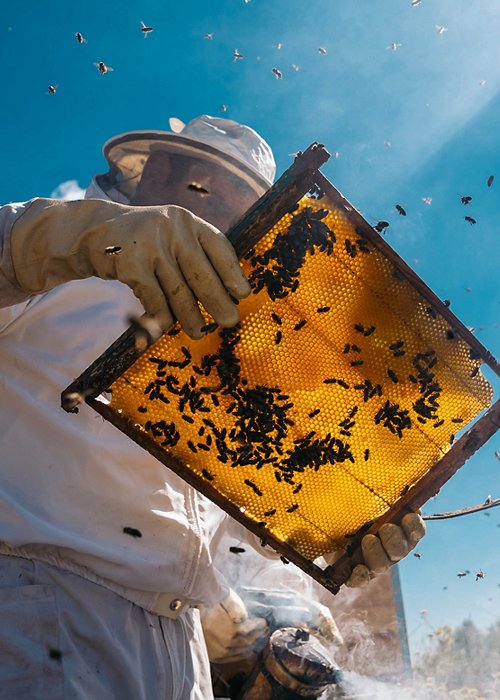 Beekeepers working to collect honey. Organic beekeeping concept. Beekeepers working to collect honey. Organic beekeeping concept.