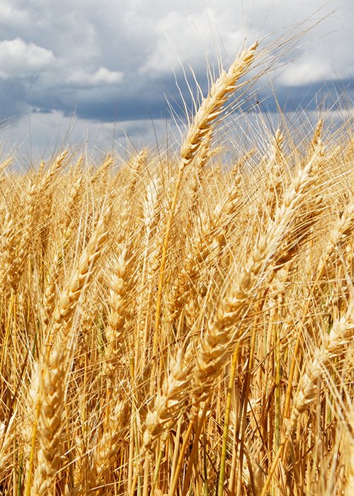 Beautiful shot of a whet field with a cloudy sky in the background at daytime Beautiful shot of a whet field with a cloudy sky in the background at daytime