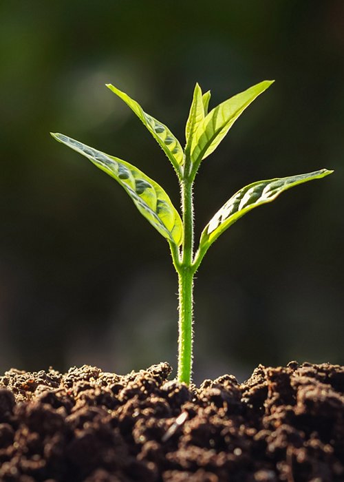 plant growth in farm with sunlight background. agriculture seeding growing step concept plant growth in farm with sunlight background. agriculture seeding growing step concept