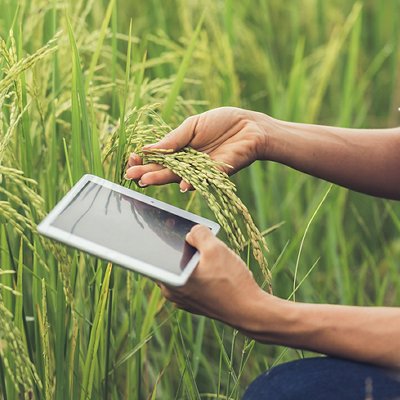 Farmer standing in a rice field with a tablet.