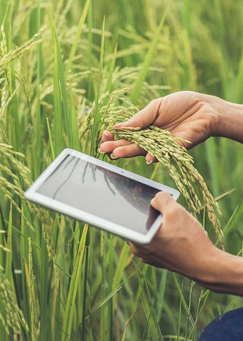 Farmer standing in a rice field with a tablet. Farmer standing in a rice field with a tablet.
