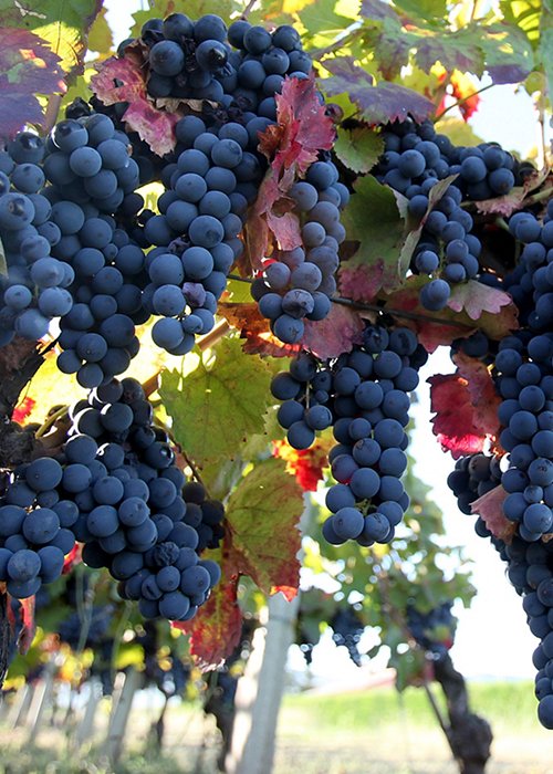 04_vino.jpg 04_vino.jpg