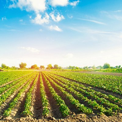 vegetable rows of pepper grow in the field. farming, agriculture. Landscape with agricultural land