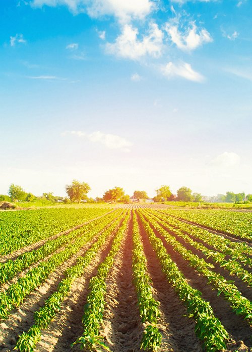 vegetable rows of pepper grow in the field. farming, agriculture. Landscape with agricultural land vegetable rows of pepper grow in the field. farming, agriculture. Landscape with agricultural land