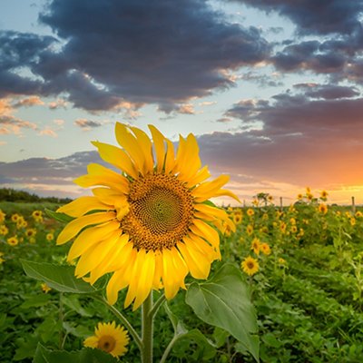 Closeup shot of a sunflower head with the field of many on the background Closeup shot of a sunflower head with the field of many on the background