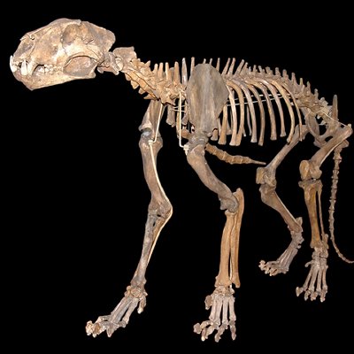 03_Panthera_leo_spelaea_in_Vienna.jpg