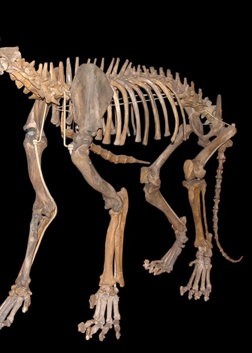 03_Panthera_leo_spelaea_in_Vienna.jpg