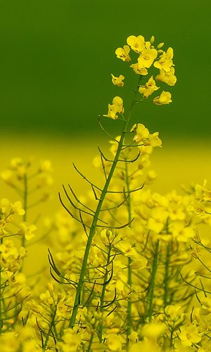 Wide angle shot of a variety of yellow flowers on a field