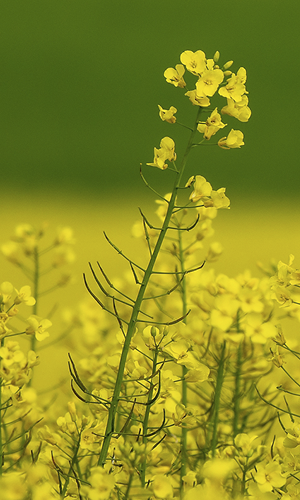 Wide angle shot of a variety of yellow flowers on a field