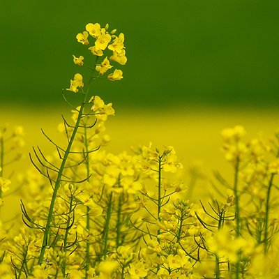 Wide angle shot of a variety of yellow flowers on a field