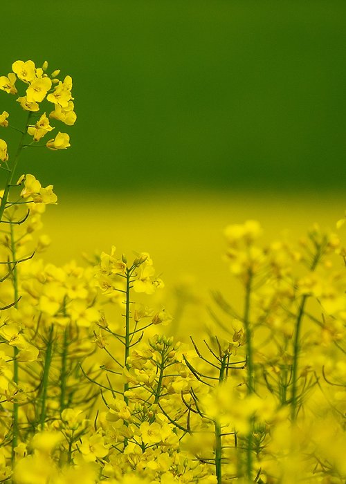 Wide angle shot of a variety of yellow flowers on a field