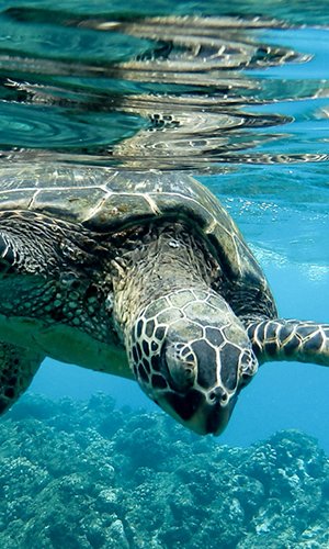 Closeup of a green sea turtle swimming underwater under the lights - cool for nature concepts