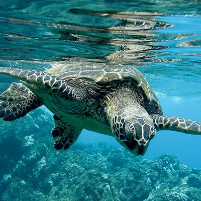 Closeup of a green sea turtle swimming underwater under the lights - cool for nature concepts Closeup of a green sea turtle swimming underwater under the lights - cool for nature concepts