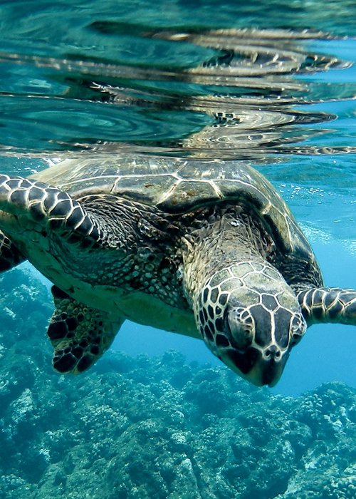 Closeup of a green sea turtle swimming underwater under the lights - cool for nature concepts Closeup of a green sea turtle swimming underwater under the lights - cool for nature concepts
