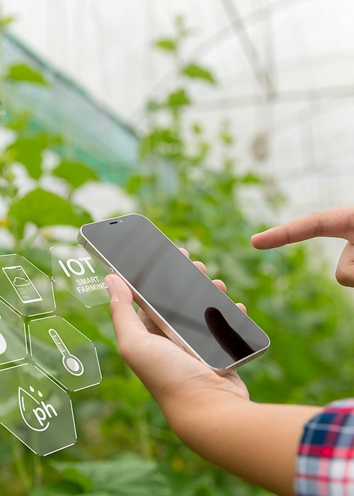 Internet of Things, IoT with Farming Smart concept. Agriculture and modern technology are used to manage crops. controlling the production to be effective to solve productive problems. business melon. Internet of Things, IoT with Farming Smart concept. Agriculture and modern technology are used to manage crops. controlling the production to be effective to solve productive problems. business melon.