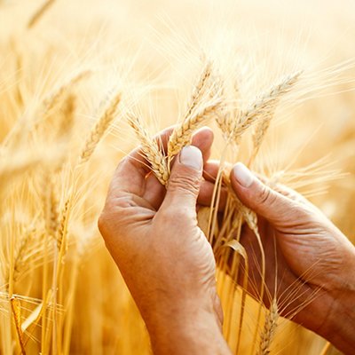 A Field Of Wheat Touched By The Hands Of Spikes In The Sunset Light. Wheat Sprouts In A Farmer's Hand.