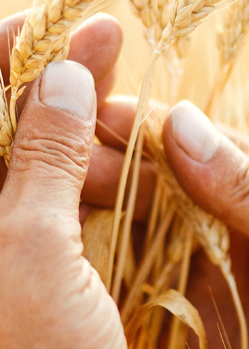 A Field Of Wheat Touched By The Hands Of Spikes In The Sunset Light. Wheat Sprouts In A Farmer's Hand.