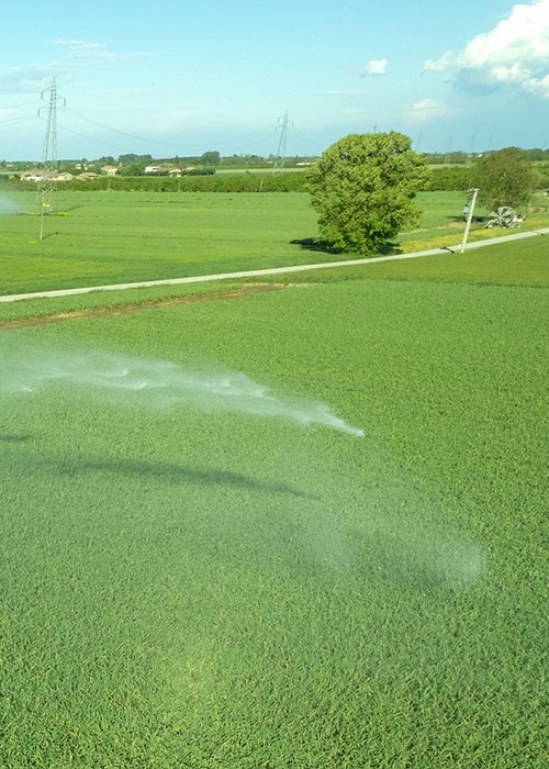 Rural field planted with garlic using hose reel system pumping water from canal. most widespread in Italy for full field watering.