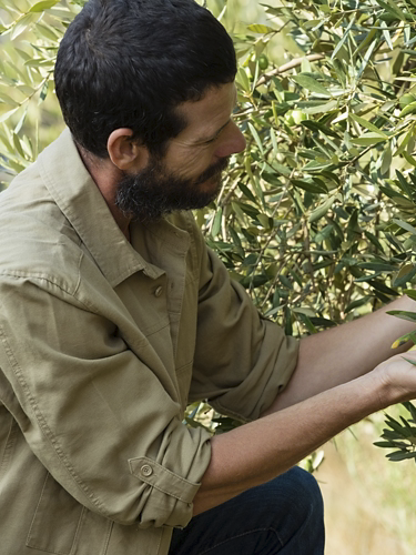 Farmer checking a tree of olive