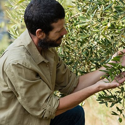 Farmer checking a tree of olive