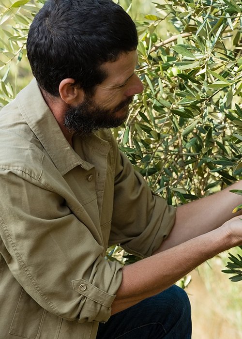 Farmer checking a tree of olive