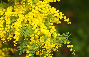 Spring Mimosa flowers. concept of spring season. symbol of 8 March, happy women's day. selective focus. copy space. acacia dealbata. copy space.