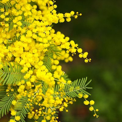 Spring Mimosa flowers. concept of spring season. symbol of 8 March, happy women's day. selective focus. copy space. acacia dealbata. copy space.
