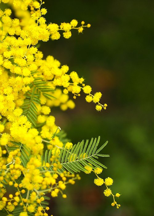 Spring Mimosa flowers. concept of spring season. symbol of 8 March, happy women's day. selective focus. copy space. acacia dealbata. copy space.