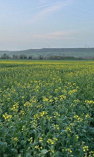 colza3.jpg