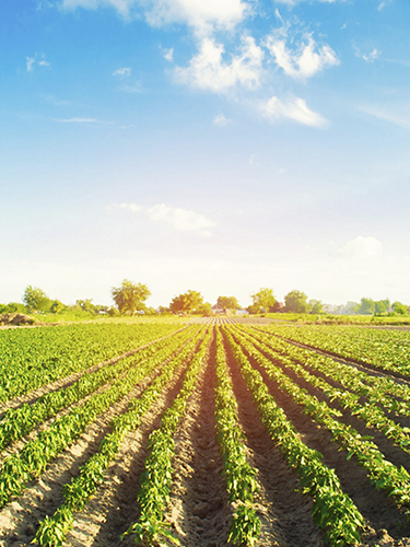 vegetable rows of pepper grow in the field. farming, agriculture. Landscape with agricultural land