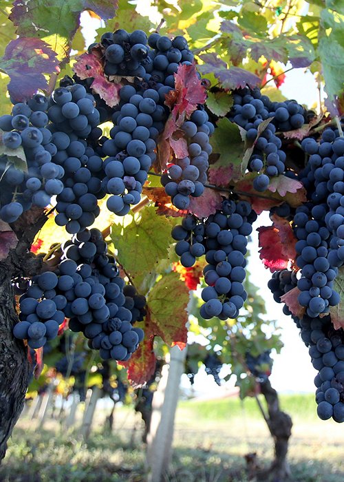 Aglianico_Basilicata_06.jpg