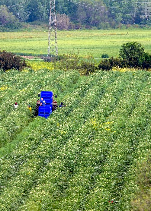 Agricoltura_Basilicata_07.jpg