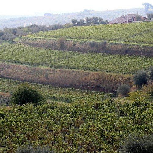Aglianico_Basilicata.jpg