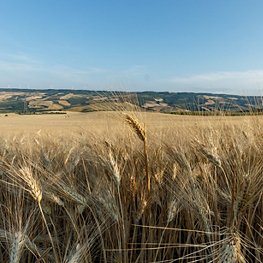 Agricoltura_grano_Basilicata_05.jpg Agricoltura_grano_Basilicata_05.jpg
