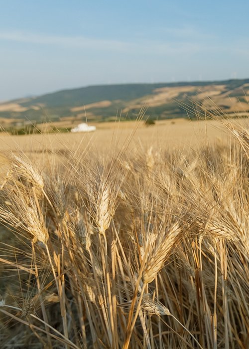 Agricoltura_grano_Basilicata_03.jpg