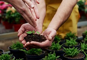 Other growing flowers. Woman hands watering the little plant that holding by a men