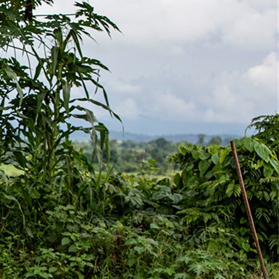 cover-catrep-congo.jpg cover-catrep-congo.jpg