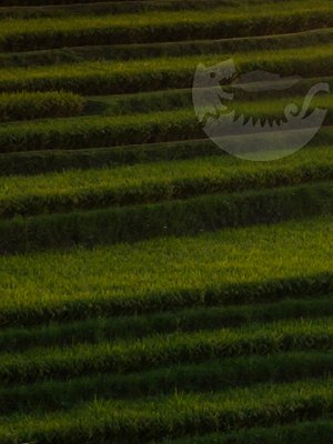 Image of Le nostre attività in Indonesia Image of Le nostre attività in Indonesia