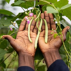 A new kind of farming in the Congo A new kind of farming in the Congo