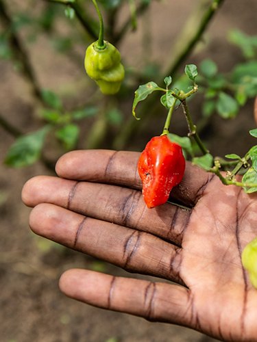 A new kind of farming in the Congo